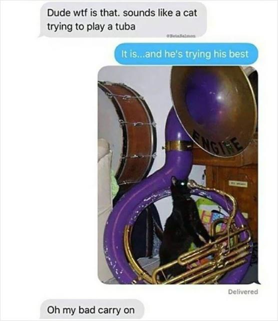 cat playing tuba