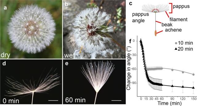 Text from Figure 1 from the linked paper, describing the figure:

"Moisture induces reversible closure of the dandelion pappus.
(a) Image of a dry dandelion infructescence, (b) image of a wet dandelion infructescence, (c) schematic of a dandelion diaspore indicating features, and (d) image of dry dandelion pappus (scale bar: 2 mm). (e) Image of dandelion pappus after 1 hr in moisture chamber with a 20 min humidifier treatment (scale bar: 2 mm). (f) Time course of change in pappus angle between outermost hairs with 10 or 20 min humidifier treatment, n = 10 and n = 12 samples for 10 and 20 min treatments, respectively; error bars are s.e.m."