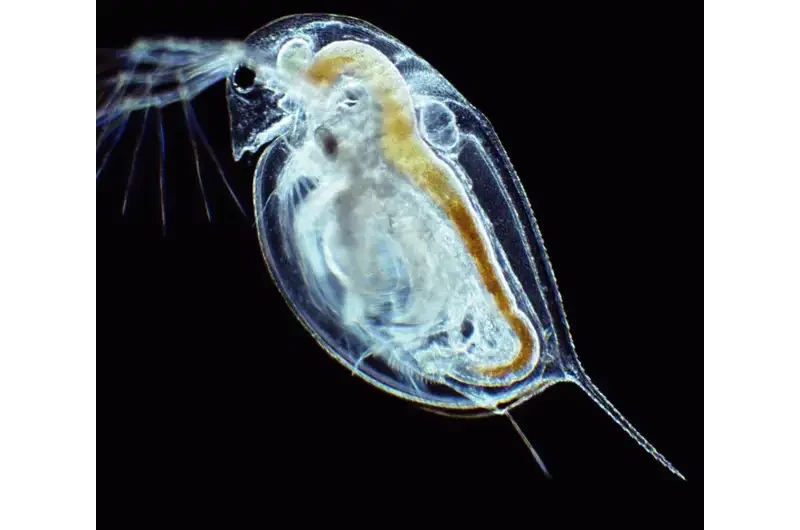 Daphnia under microscope.