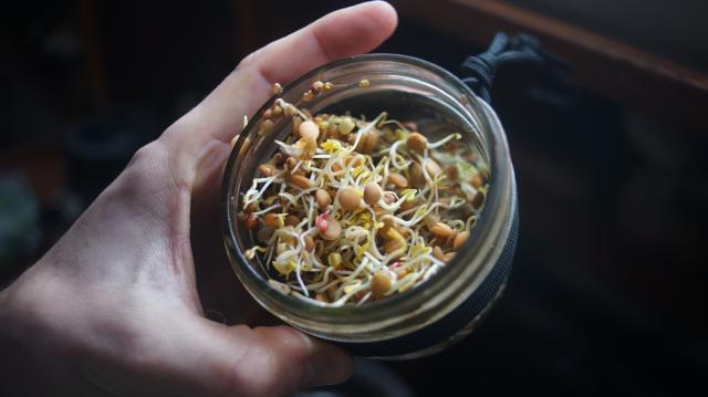 Sprouted legumes in a mason jar.