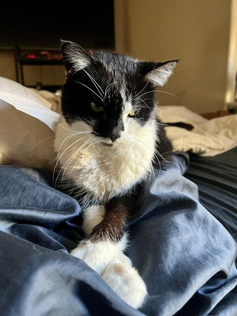 My black and white cat Daphne sitting in my bed looking to the right