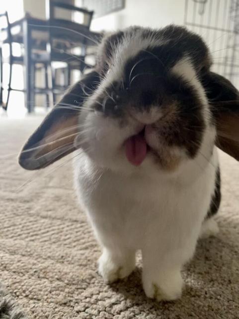 bunny blep