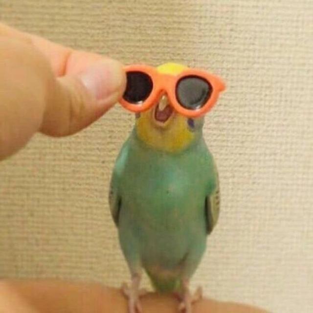 bird with sunnies