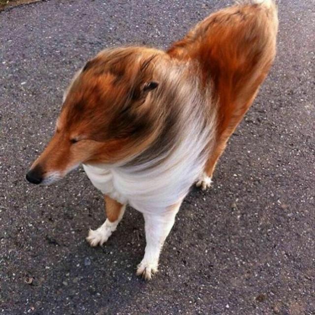 windy dog