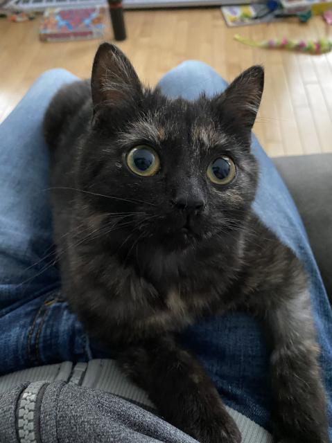 Close up on a black kitten’s face lying on my lap