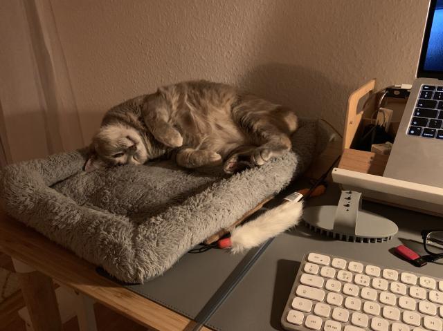 Violet, my blue and cream Tortie cat, sleeping on the cat bed on my desk with her very fuzzy belly exposed 