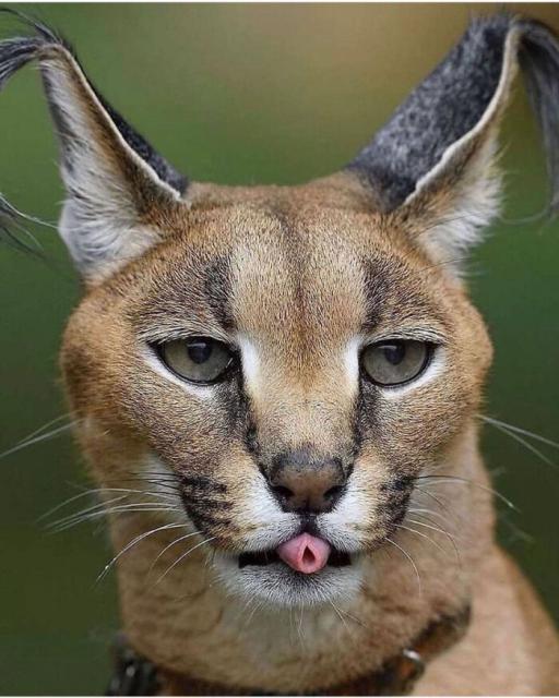 caracal