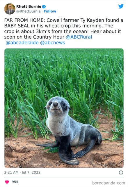 aussie seal