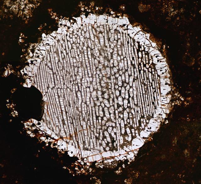 Releasing one image into the wild; it is now marked as CC0, "No Rights Reserved."

NWA 5930 Meteorite Thin Section with Chondrule - Image 7. Carbonaceous Chondrite Vigarano Type (CV3). Nikon Z6. Visible Light. Focus stacked with Zerene Stacker.