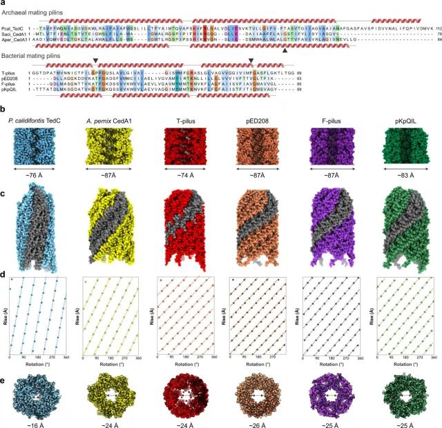 Cimparison of bacterial and archaeal conjugation systems. See article in post for details.