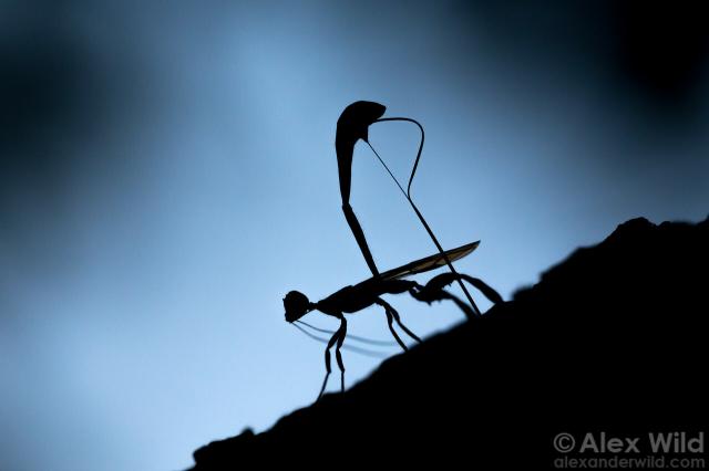 A stark silhouette of a slender but muscular wasp, abdomen raised high, pushing what looks like a threaded needle into a rough substrate. The background is a blurry blue dusk.