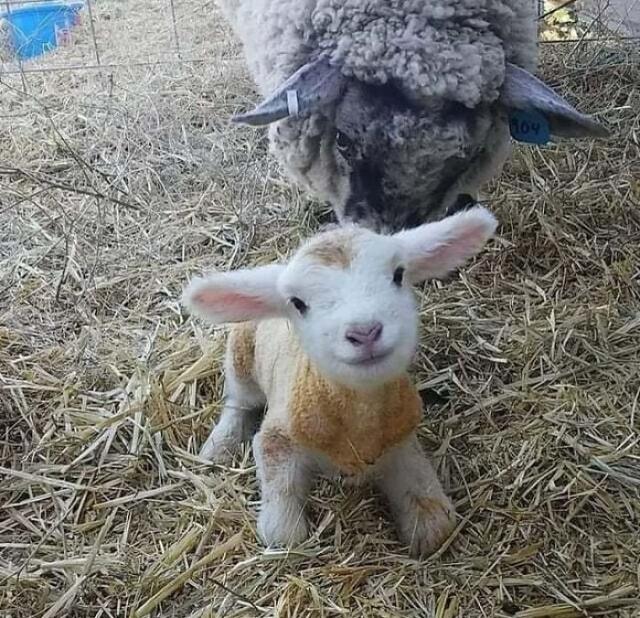 lamb