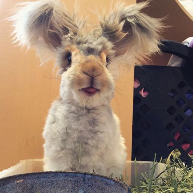 funny bunny