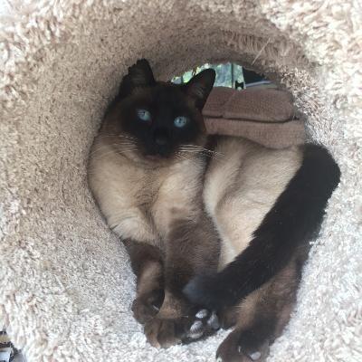 Ford the Siamese in the tube on the kitty condo.
