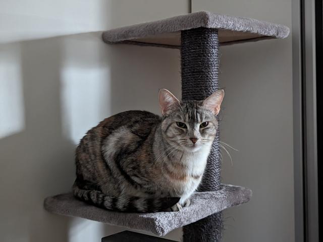 A cat sitting all proper and looking at the camera cutely.