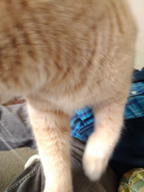 Cat arrival pic one, beige tabby fills the frame, walking across my lap while I'm sprawled on the couch.