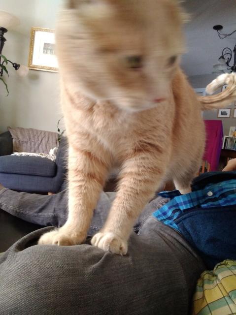 Cat in motion, gripping my leg