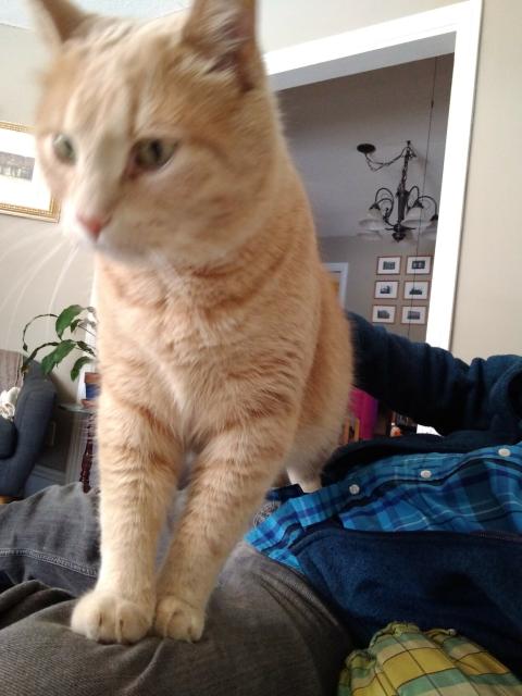 Cat deciding if he should exit stage left