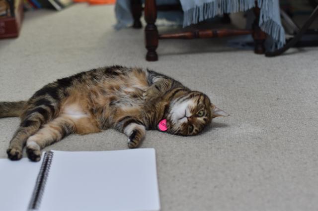 A brown striped cat with a pink tag lolling about on the floor