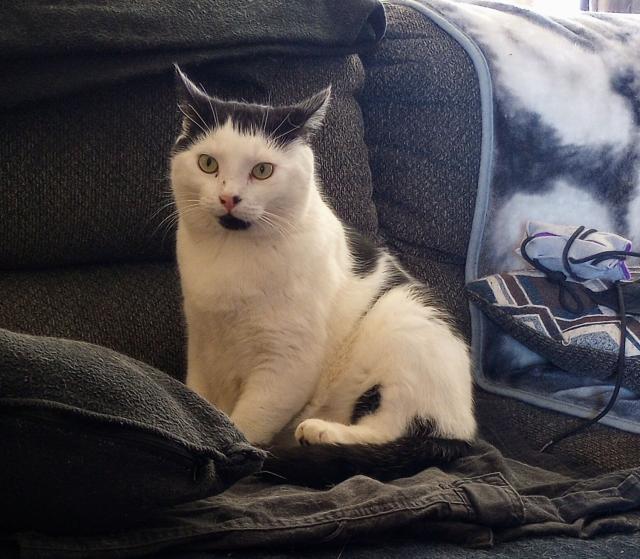 My cat chinny sitting on the couch looking straight at the camera.