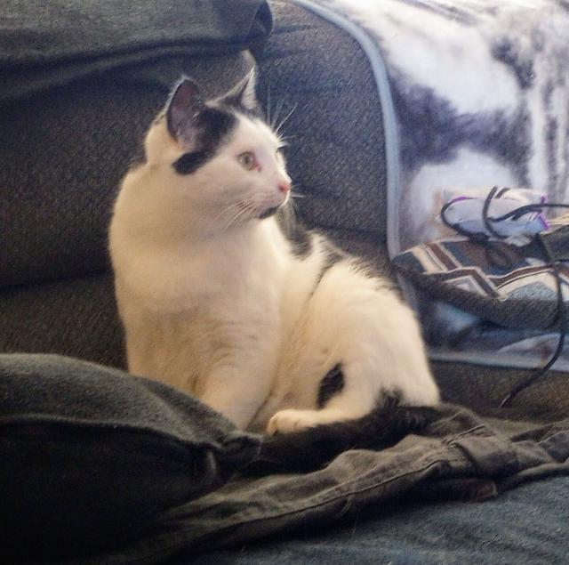 My cat chinny sitting on the couch looking out the window at birds. I no longer have his attention.