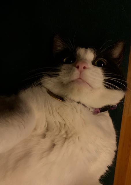 a photo of a tuxedo cat named Janelle Monae. She is lying on her back, looking up at the camera. She has wide yellow-ish eyes, black retinas, and a very pink nose. She is lying on a dark green couch, that is on a light wooden floor. 