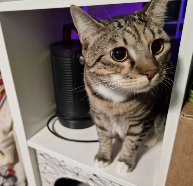 Katze Soxy in kallax