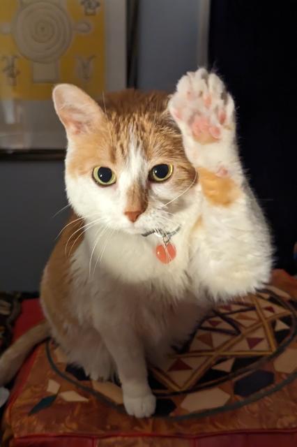 Orange and white cat sitting facing the camera and raising one paw like a shy student in class.