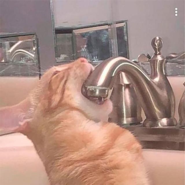 thirsty cat