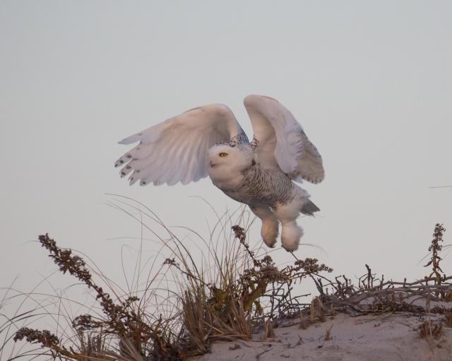 Snowy Owl takes flight in New Jersey in 2017.