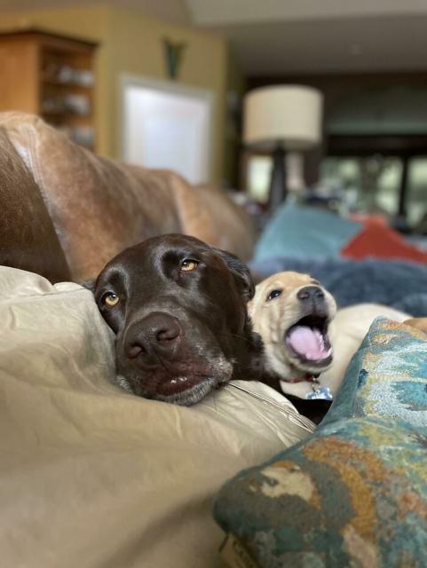 worn out big brother