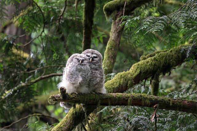 Two Barred Owl owlets cuddle on a moss covered tree branch in a coniferous forest