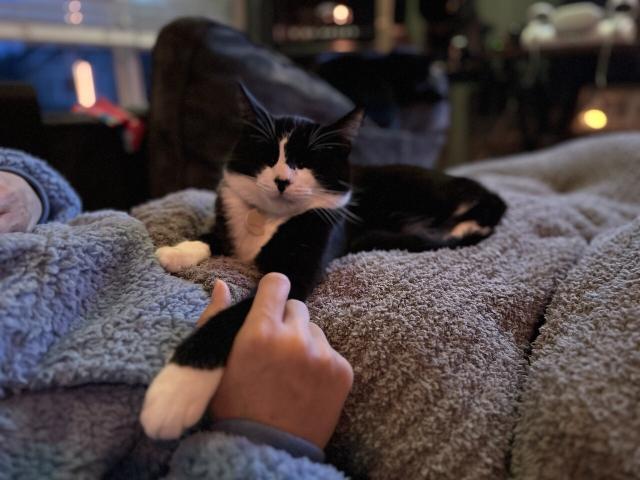 A tuxedo cat resting on his mom after having been put into a coma by the snooze fest that was the end of Super Bowl 57. 