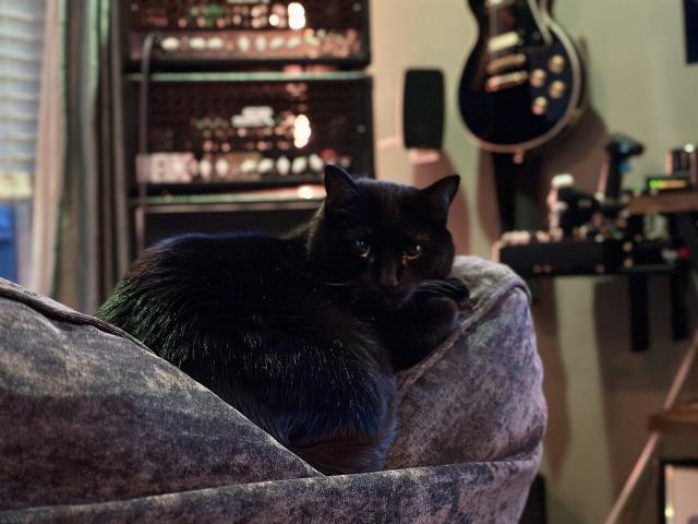 A black cat, resting atop a couch cushion looking back with an annoyed glare when the refs called a nonexistent holding penalty to set Kansas City up to win Super Bowl 57, even though the Chiefs clearly didn’t need the help. 