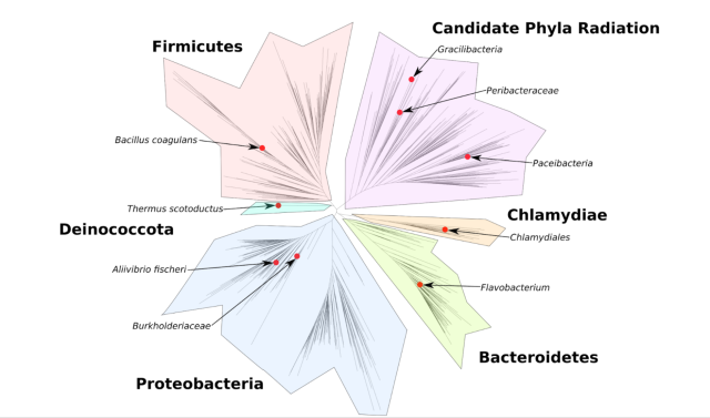 Phylogenetic tree of assembled genomes
