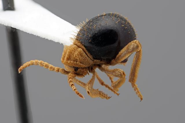 This is a close-up of a point-mounted spider beetle (family Ptinidae). The elytra are black and come together to form a large globular shape over the abdomen. The head, legs, pronotum and antennae are covered with dense, golden setae (or hairs),  most of which are flattened into scale-like structures.