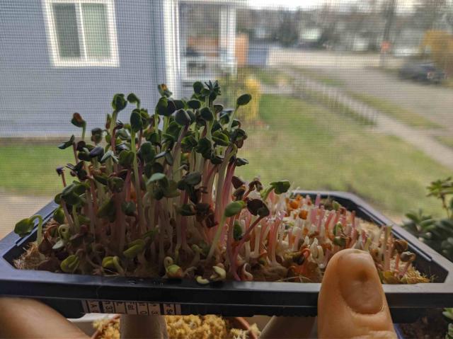 A small tray of radish microgreens - the right half has been cut, the left half is several inches tall.
