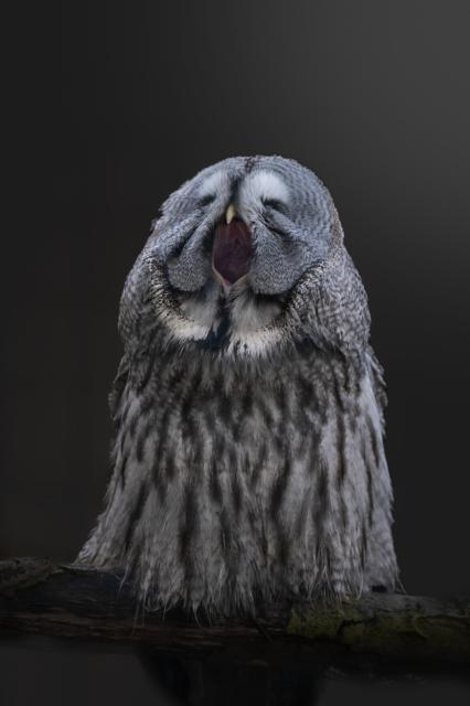 In this captivating close-up photo, a great grey owl is captured in a moment of repose, with its mouth wide open in a yawn and its wings softly draped at its sides. The intricate details of the bird's stunning plumage are on full display, with soft grey and white feathers creating a striking contrast against the owl's darker, piercing eyes that appear to be staring straight into the camera lens. The image conveys a sense of tranquility and relaxation, with the owl appearing almost meditative in its stillness. Despite the lack of stretched-out wings, the photo showcases the majesty and grace of this impressive bird, and provides a glimpse into the unique behaviors and characteristics of this incredible species.