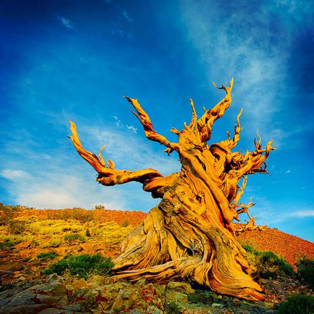 Methuselah tree