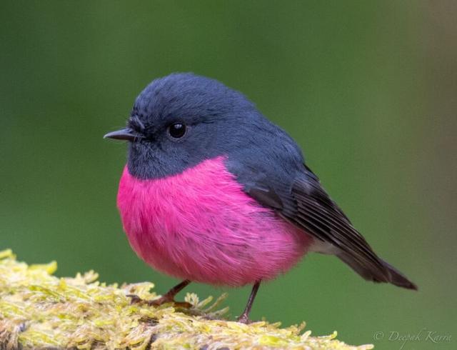 A small and extremely round bird with a dark grey feathers on top and a fuchsia pink belly.