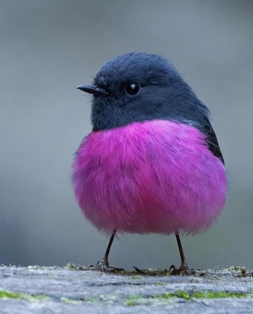 A small and extremely round bird with a dark grey feathers on top and a fuchsia pink belly.