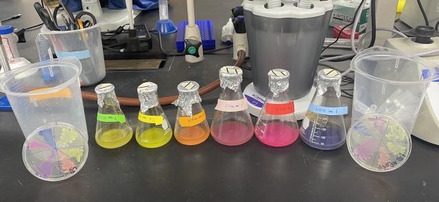 A row of flasks with brightly colored bacteria, with agar plates on either end showing the same bacteria. Colors include yellow, glowing green, orange, pink, red, and blue