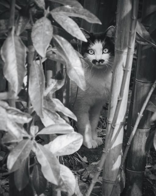 A black and white cat among bamboo.