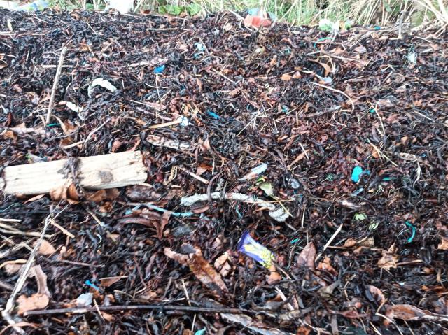 The tideline on the beach is dominated by floatsam deposit which is seaweed and net and rope mending off cuts. About 10% of the picture is plastic fibre here