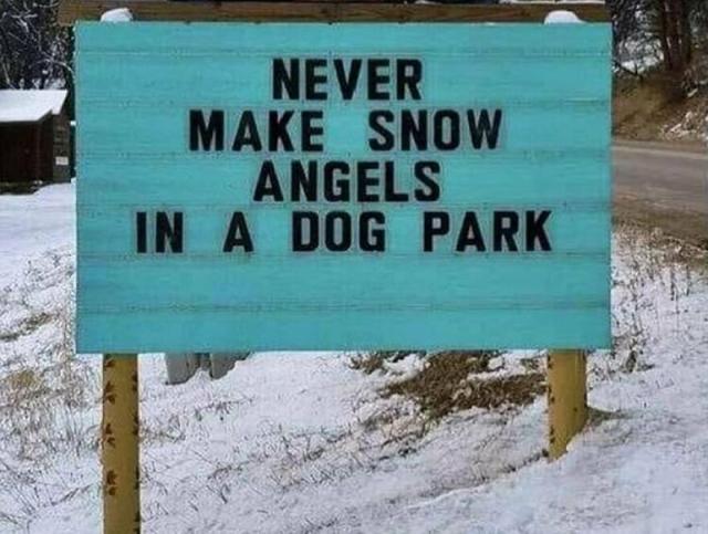 no snow angels in a dog park