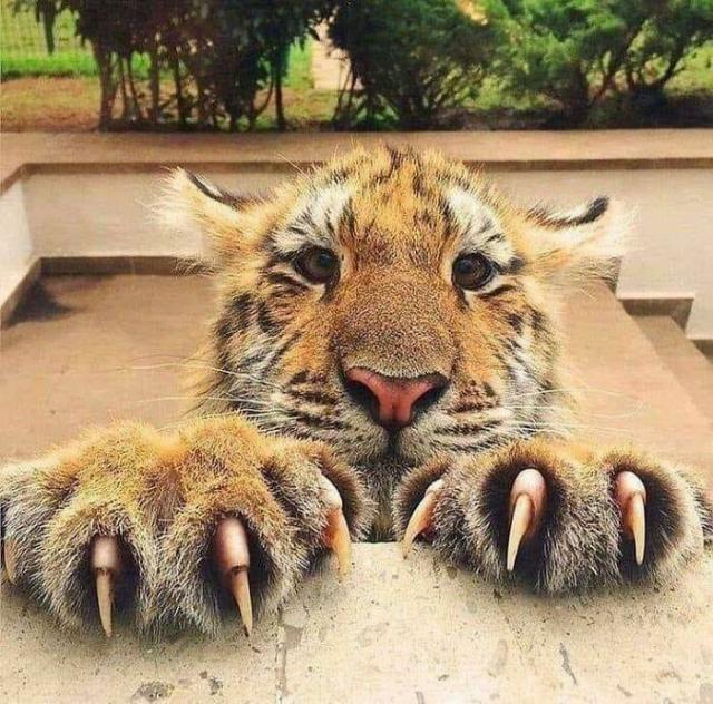 tiger kitty