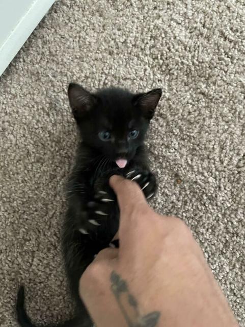 blep and murder mittens