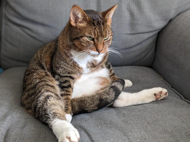 Ein aufrecht sitzender, genervt guckender Kater