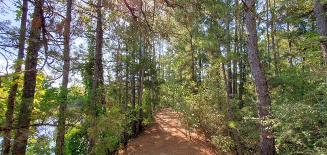 Loblolly pines & lake at Oncology clinic Bastrop, Tx.