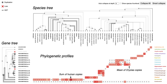 Figure describing the layout of visualization by Matreex: a gene tree on the left, a species tree on top, and a matrix of phylogenetic profiles in the center. On both gene and species tree, some clades are collapsed and are indicated by thick branches. In the phylogenetic profile, a gradient of red intensity indicates gene copy number.